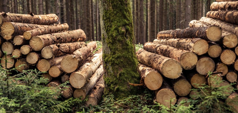 Felled logs lie stacked behind an old maple tree.
