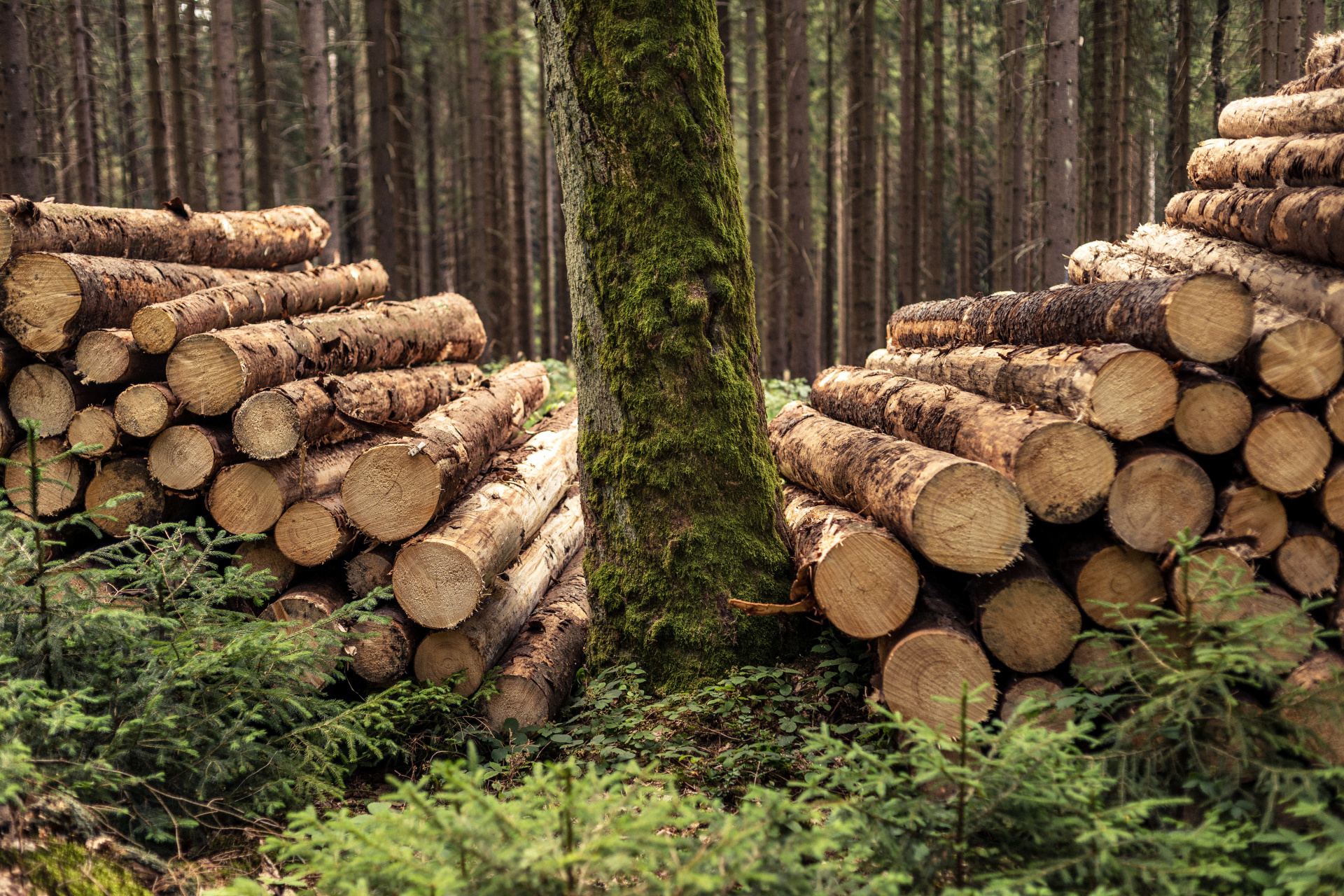Felled logs lie stacked behind an old maple tree.