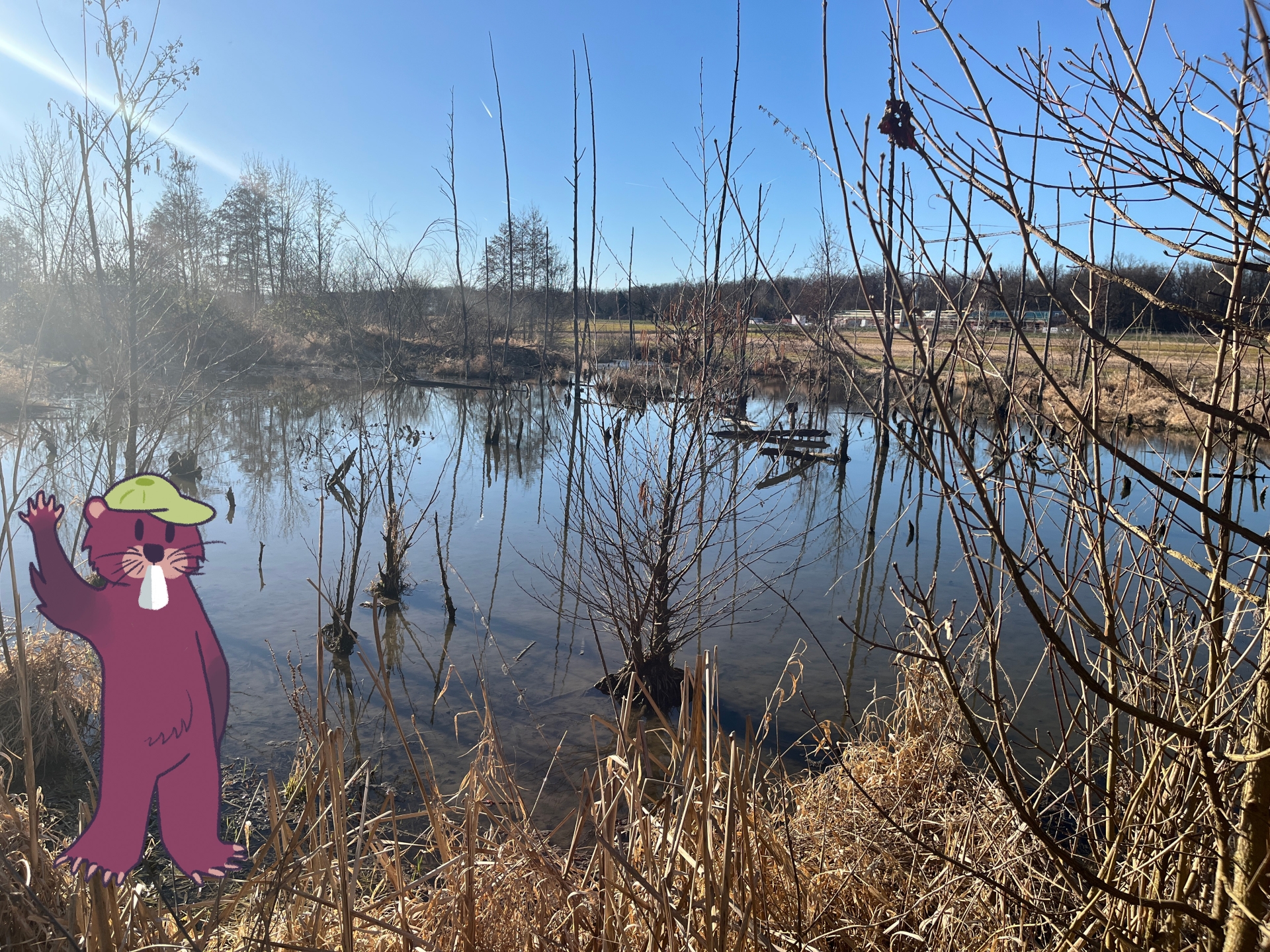 Biberrevier im conneKT