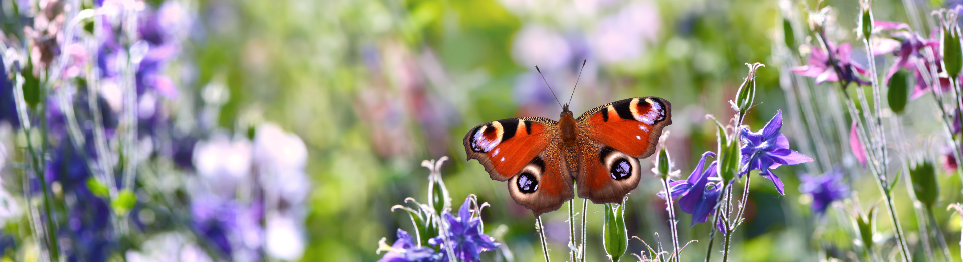 Schmetterling Ein Schmetterling vor lila Blüten.