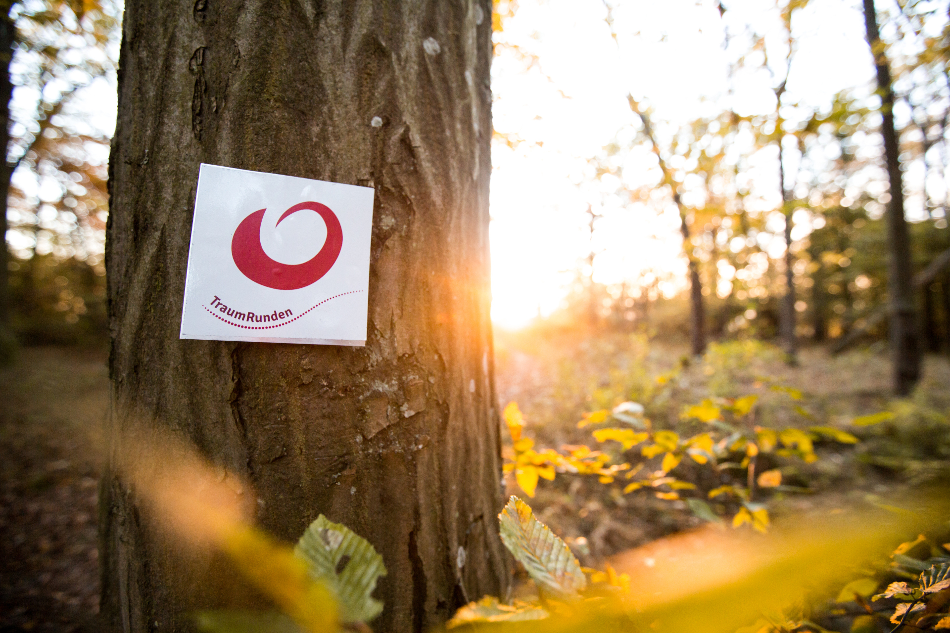 Hiking dream round Tree trunk on which the logo of the Kitzingen-Sulzfeld Dream Tour hangs.