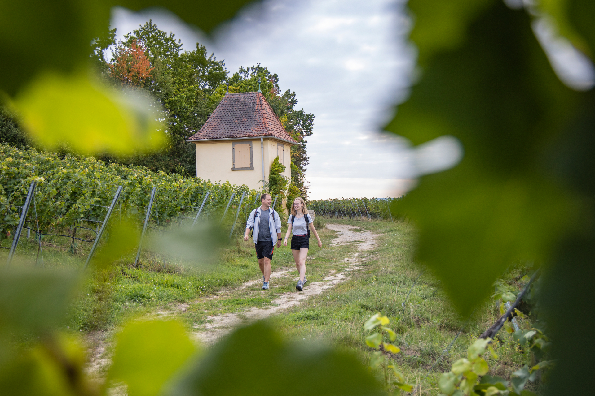 Hiking-Wine Trail 2 people walk in the vineyards on the wine trail