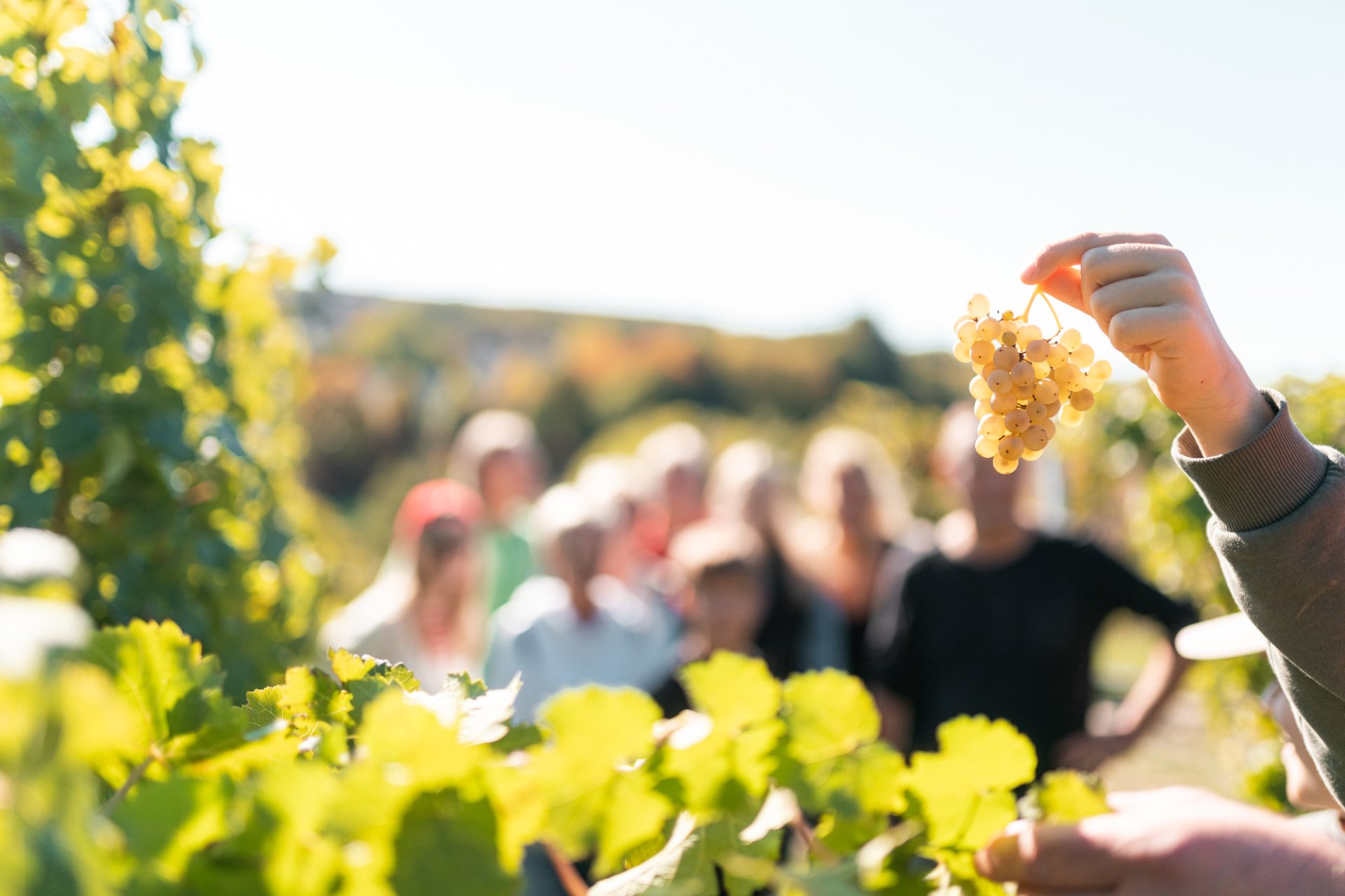 Guided tour of the wine trail Someone is holding a bunch of grapes
