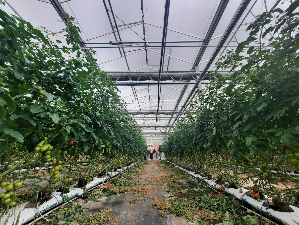 Interior view from a greenhouse