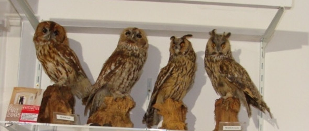 Ornithological exhibition Stuffed owls that are part of the exhibition in the Deusterturm