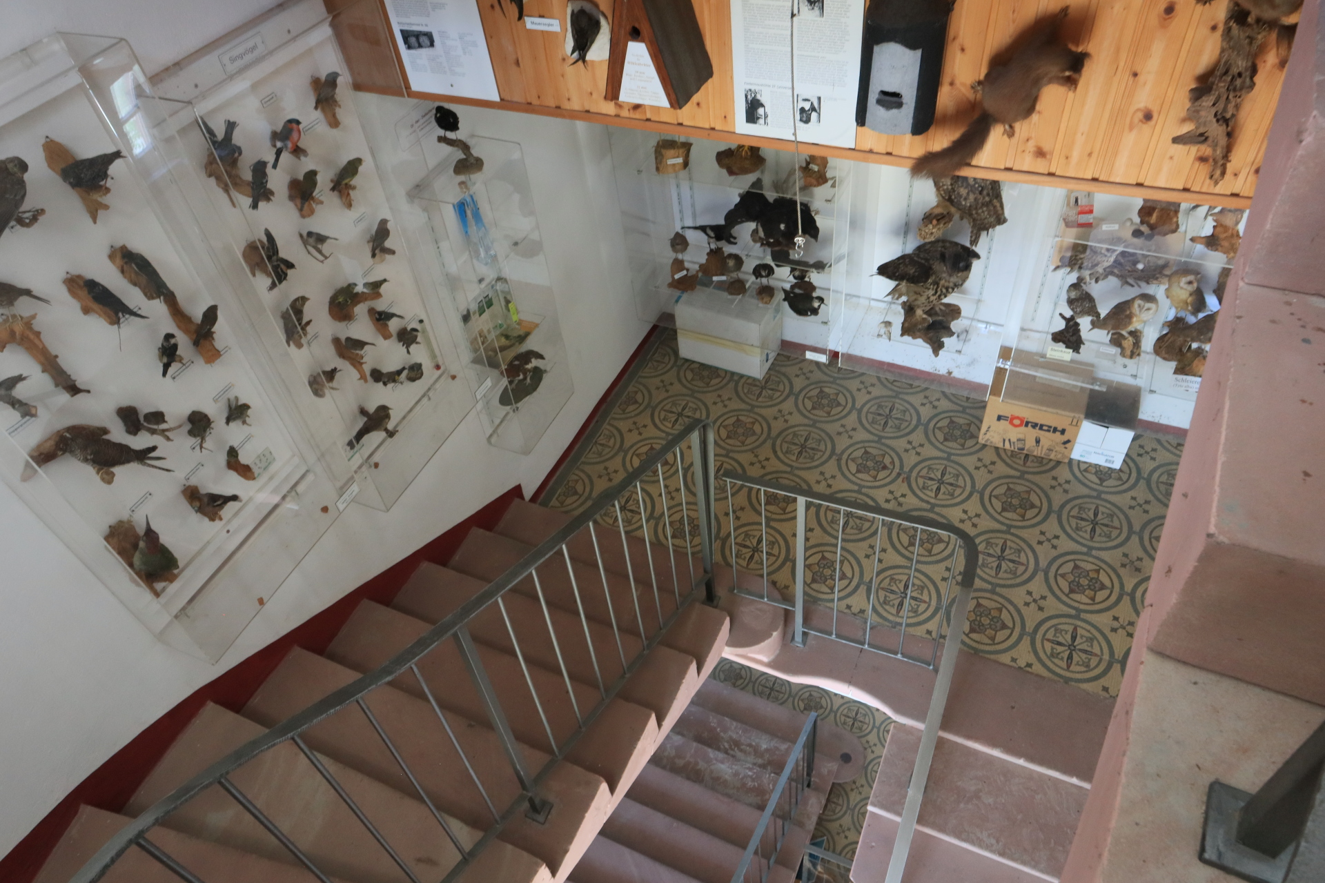 Stuffed birds that are part of an exhibition in the Deusterturm