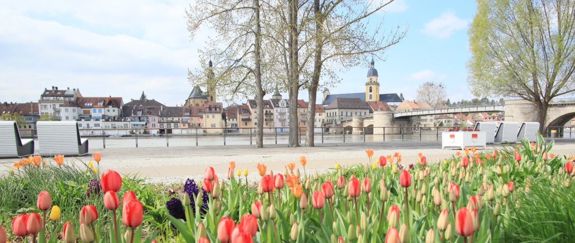 Tulips at the horticultural showground in Kitzingen Blooming tulips on the former garden show grounds in Kitzingen with a view of the Main and the city panorama