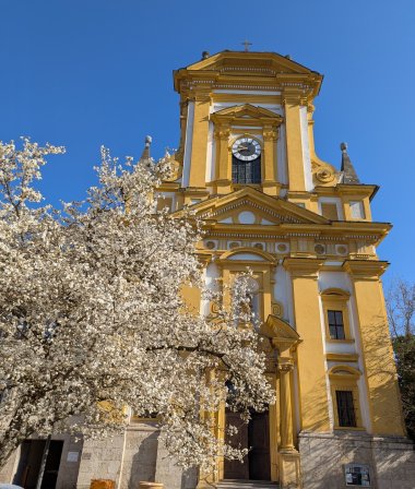 View of the Protestant town church and the large magnolia in front of it.