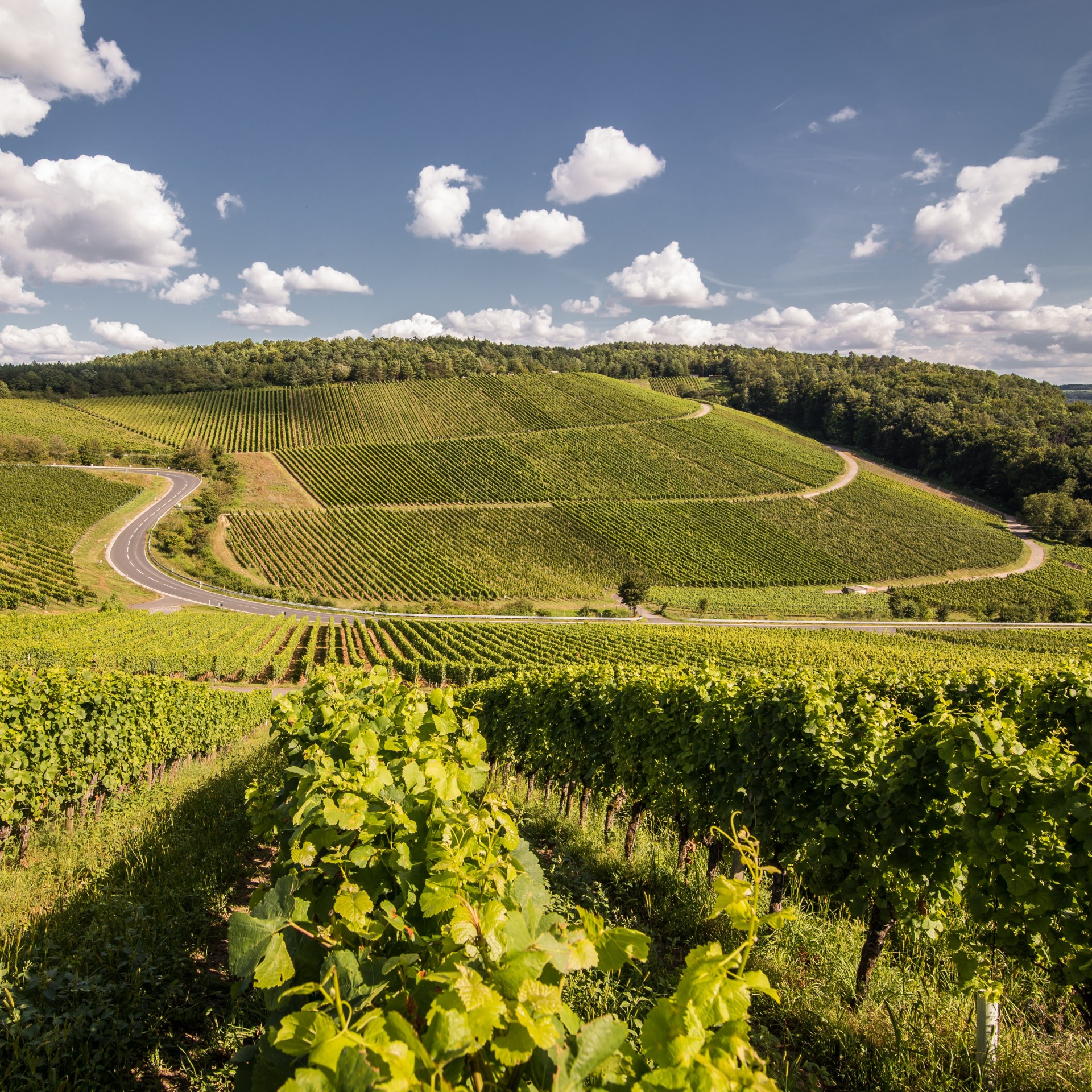 GWF_View from Stettener Stein View from Stettener Stein of the many green vines